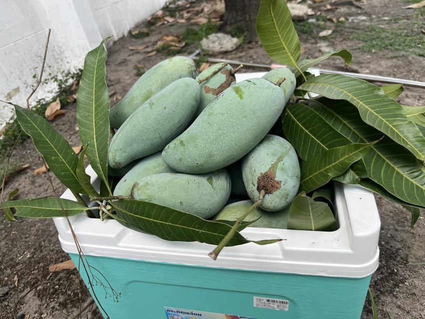 บ้านในสวน ติดบ่อปลา  ร่มเกล้า ซอย 6 แปลงหัวมุม 34 ตรว 2 ห้องนอน 2 ห้องน้ำ 2 ที่จอดรถ  2.29 ลบ 20