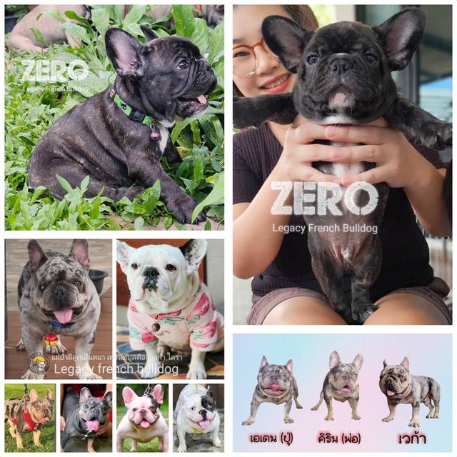 ZERO สุนัขเฟรนช์บูลด็อก เพศผู้ สีดำลายเสือ 10