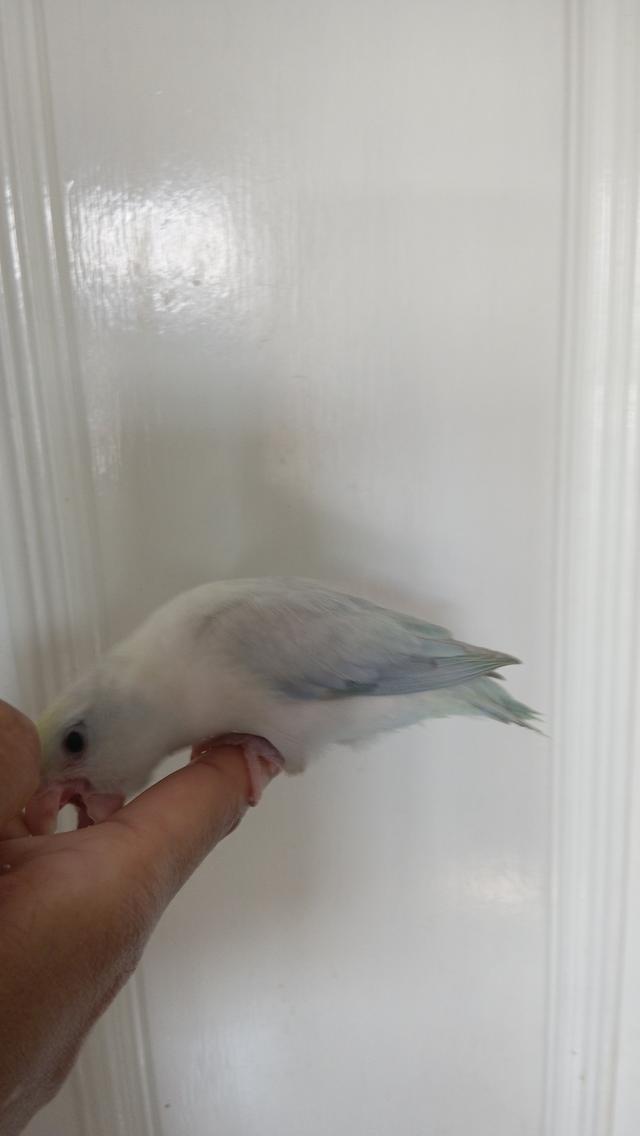 นกฟอพัส (Forpus Parrot)สี: ไดลูทพาสเทล (Dilute Pastel) โทนละมุน สีสวยหวานสะอาดตา เอกลักษณ์ความนวลที่ละมุน รูปที่ 13