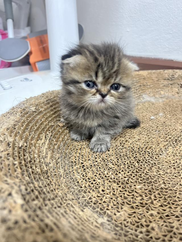 ลูกแมว อายุ 2 เดือน สก็อตติชโฟลด์ 2