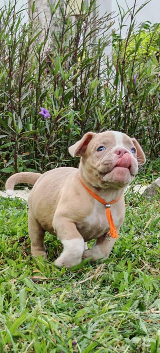 American bully  5