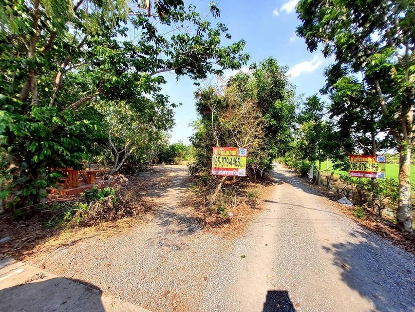 ขายด่วนที่ดิน 9-1-41 ไร่ ติดถนนสาธารณะ คลอง 11 ตอ. ซอย สมนึก อ.หนองเสือ จ.ปทุมธานี 1