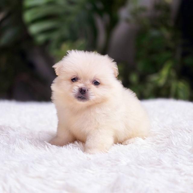 ปอมผสมชิวาวาเพศเมีย 6