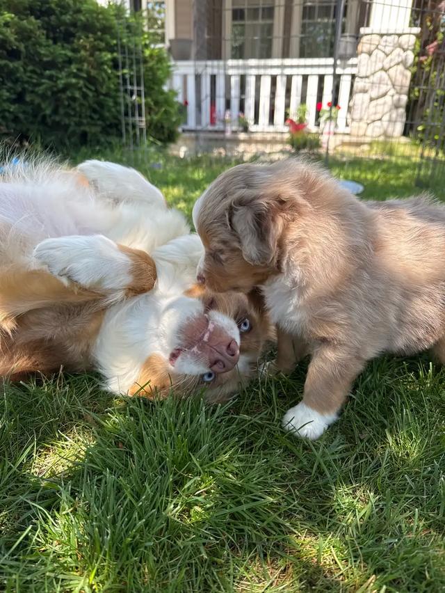 Australian shepherd puppies WhatsApp me : ( +63 985 762 7466 ) 2