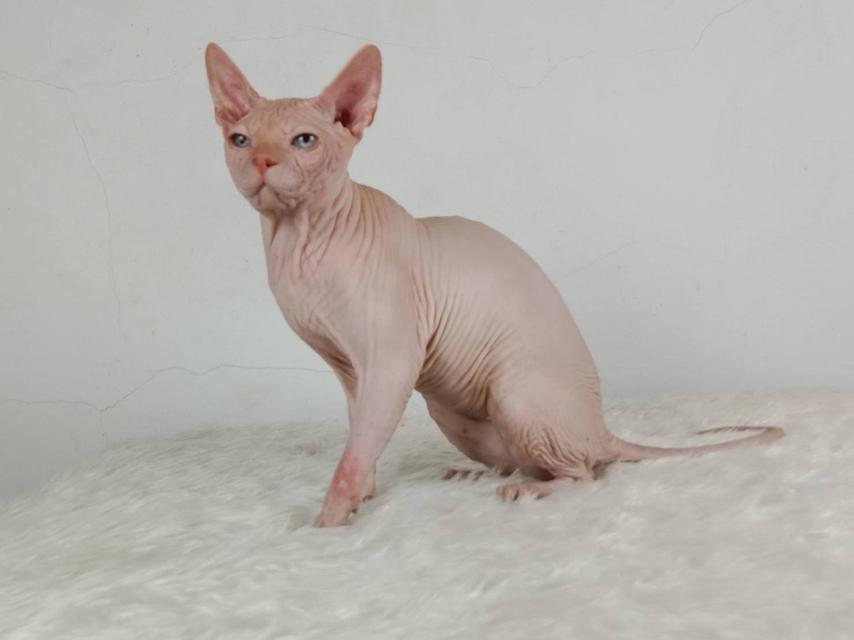 14.แมวสฟิงซ์/เพศผู้ หาบ้าน Sphynx Cat/Male looking for a new home 8