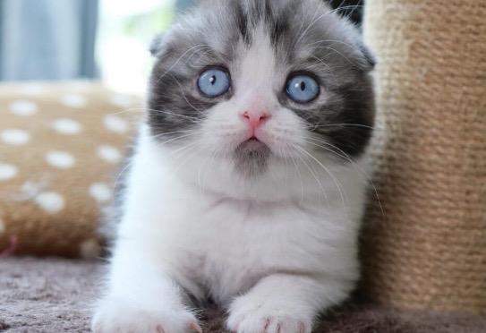 แมวสก็อตติชโฟลด์ ตาสีฟ้า  1