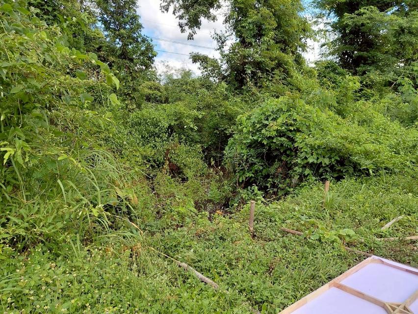 ขายที่ดิน 4 ไร่ครึ่งจังหวัดตาก 6