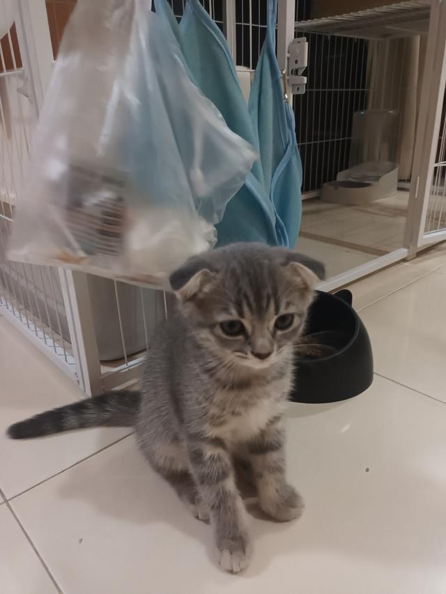 ลูกแมวสก๊อตติสโฟลด์ราคา2500-3000 รูปย่อยที่ 3