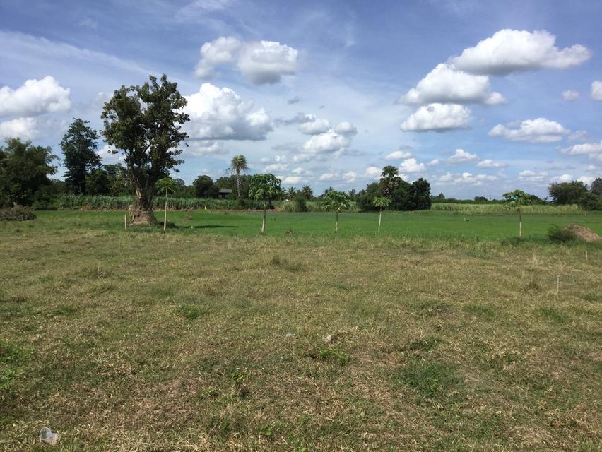 ที่ดิน นครปฐม 2 แปลง ที่สวยมาก 2