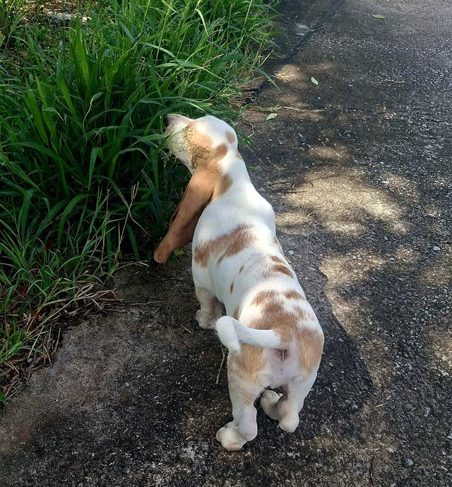 สัตว์เลี้ยงบาสเซ็ตฮาวด์