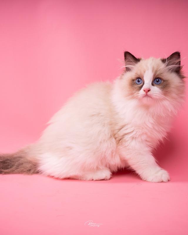 แมวแร็กดอลล์ (Ragdoll) อายุ 4 เดือน รูปที่ 8
