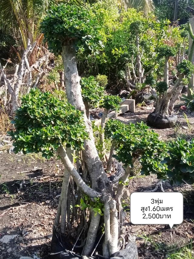 ไทรต่อยอดช้อนเงินช้อนทอง รูปที่ 14