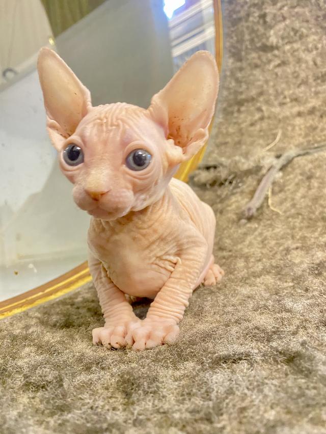 ลูกเเมวสฟิงซ์ตัวเมีย ขายาวหูตรง