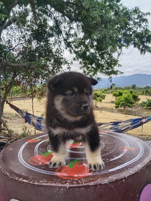 เชาเชา ผสม ไซบีเรียน 7