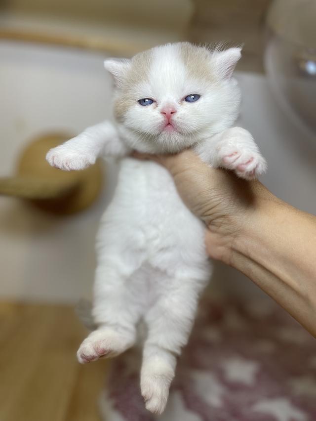 ลูกแมวมันชกิ้น ขายาว