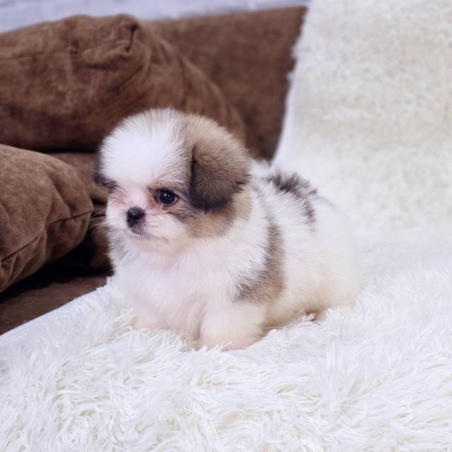 ชิสุผสมปอม เพศผู้ พร้อมย้ายบ้าน 3