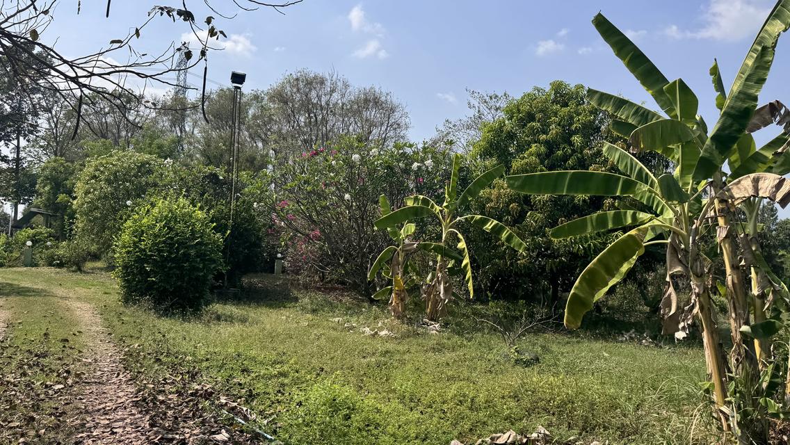 ขายที่สวน11 ไร่ พร้อมบ้าน2 หลัง มีรั้วล้อมรอบ ประตูรีโมท และรั้วล้อมสวน4ด้าน พร้อมต้นประดู่ ต้นกล้วย มะม่วง กระท้อน มะนาว มะกรูด 13