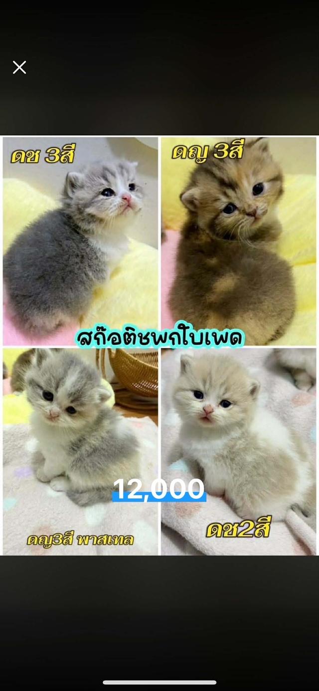 แมวมันช์กิ้น บริติช แร็กดอลรวมในนี้ทักได้เลยค่ะ รูปที่ 13