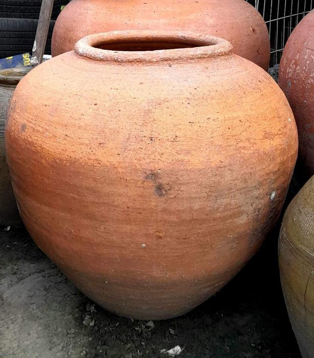 โอ่งแดง ใบใหญ่ ไซต์จัมโบ้ ขนาด70ซม โอ่งแดงอยุธยา