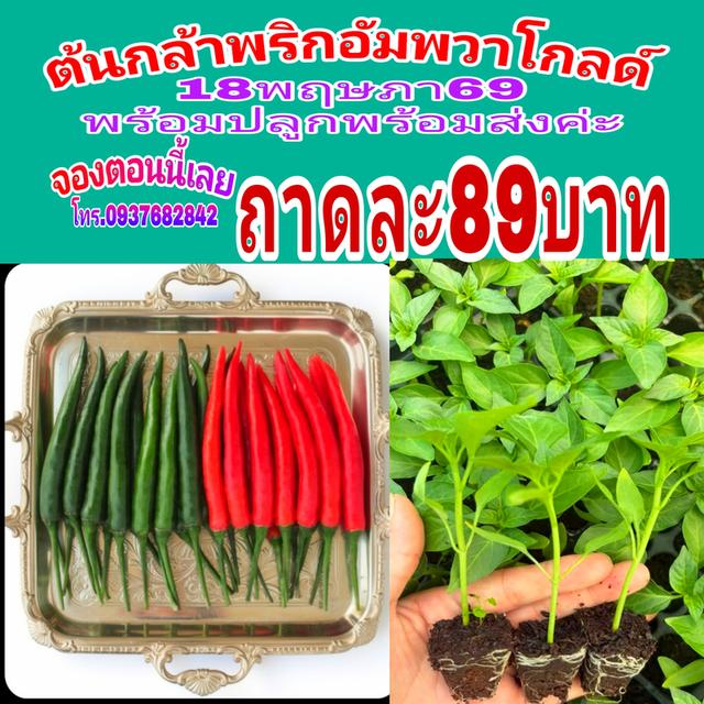 ต้นกล้าพริกอัมพวาโกลด์ 1 ถาดมี 105 ต้น 189 บาท เก็บปลายทางฟรี ส่งทั่วประเทศ