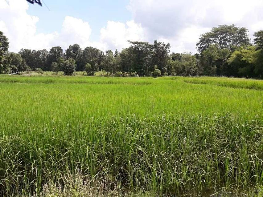 ที่ดินพร้อมอสังหา 9 ไร่ 1 งาน 8 ตารางวา 9