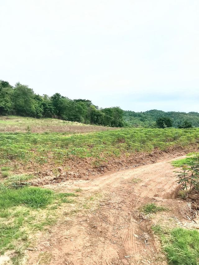 ที่ดินใกล้ถนนสายหลัก อ.น้ำปาด อุตรดิตถ์ 3