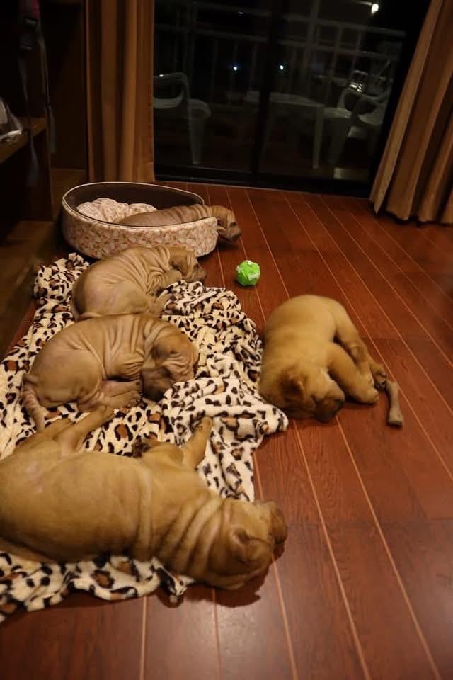 ลูกสุนัข Shar Pei นำเข้า