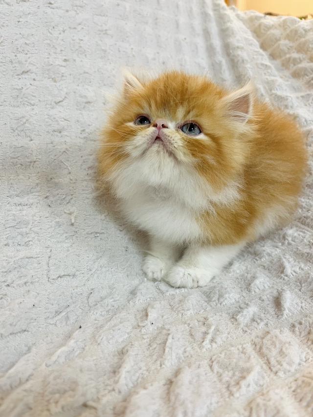 แมว EXO ติก 🔥🔥🔥 สีส้ม