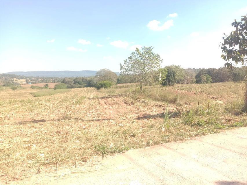 20 ไร่ ที่ดิน ด้านหลัง อำเภอ วังน้ำเขียว ขายยกแปลง 4