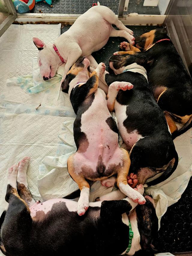 Bull terrier Puppies for Adoption Ready รูปที่ 3