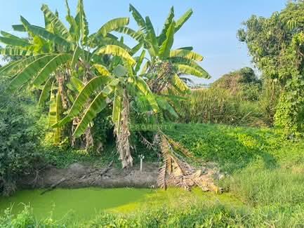 ขายที่ดินโครงการศาลายาการ์เด้น28 4