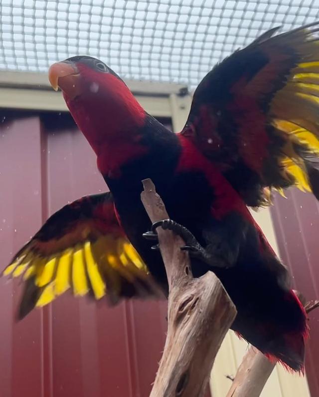 Black Cap Lory Parrots ( Talking ) รูปที่ 4