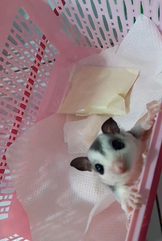 ชูก้า ไกลเดอร์ สีต่างๆ 12