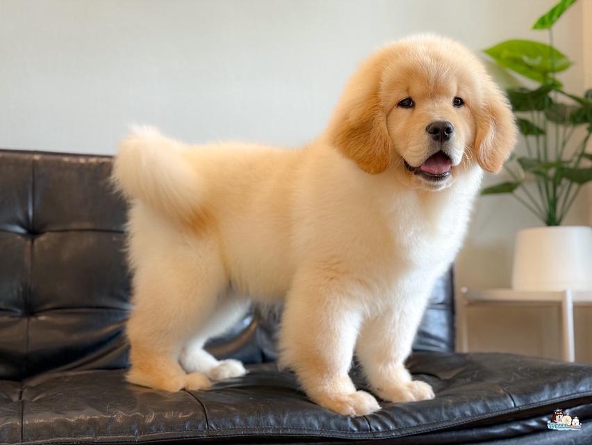 โกลเด้น นำเข้าจากประเทศจีน