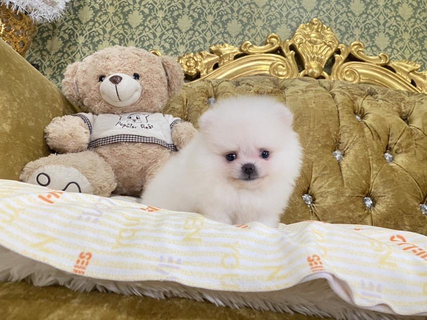 ลูกปอมเมอเรเนียนแท้  3