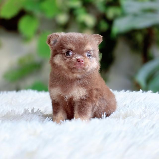 Chihuahuaสีช็อคเพศผู้ 6