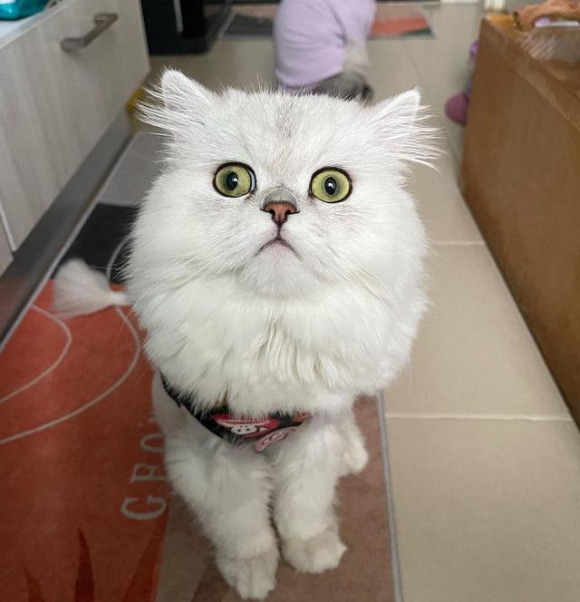 ขายแมวเปอร์เซียสีขาวสีตาสวย ราคาเป็นมิตร 1