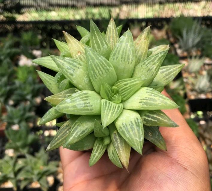 ฮาโวเทีย Haworthia 2