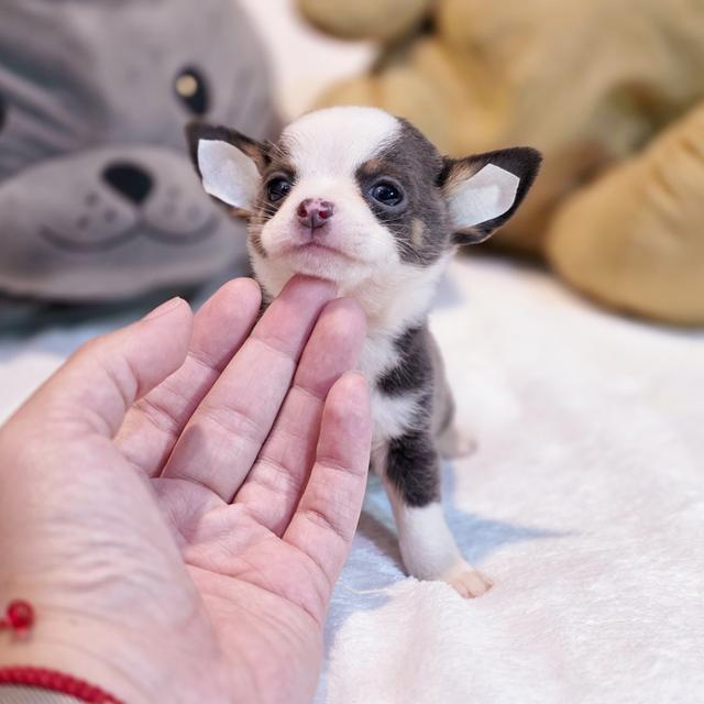 Chihuahuaขนสั้นหนุ่มหล่อน้องแฮร์รี่ตาโตขนสีเทา 7