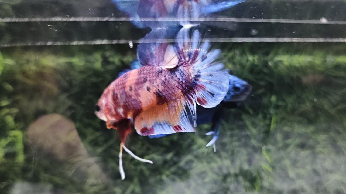ปลากัดนีโม่โค่ย (Koi Betta) สีหลุมติดลายไฟ
