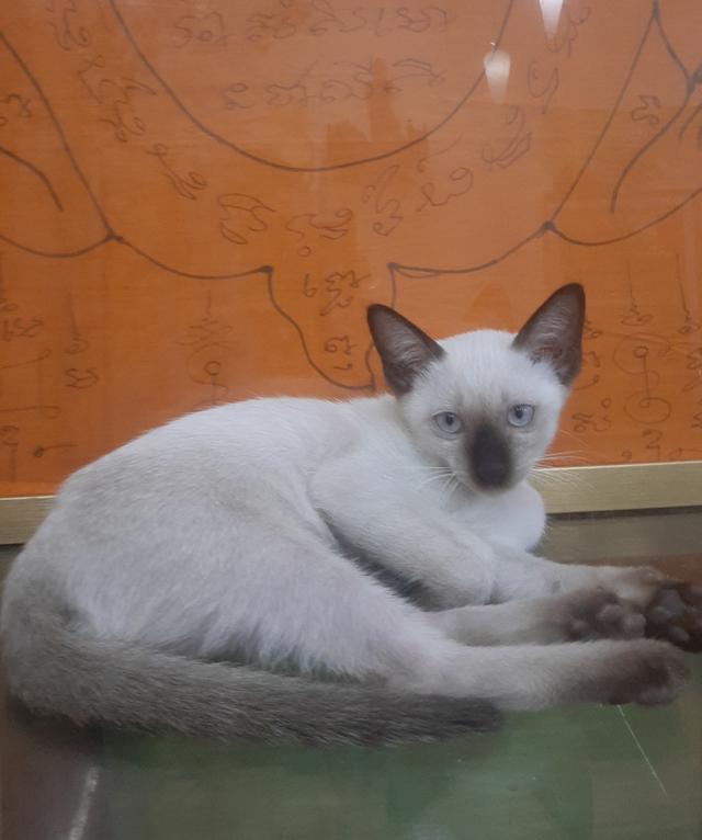 ลูกแมววิเชียรมาศ บ้านปุ้มปุ้ย