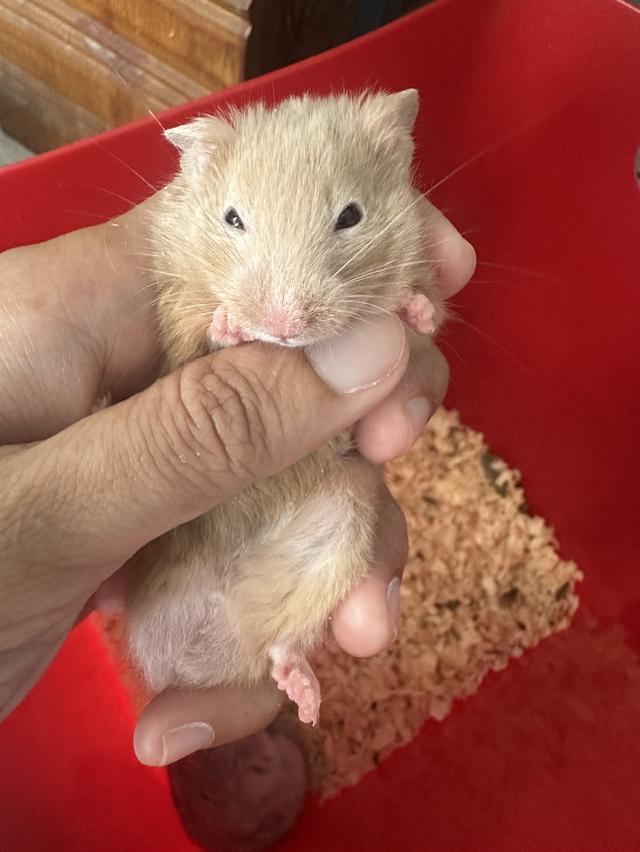 หนูแฮมเตอราาาาาาาาาาาาาา 3