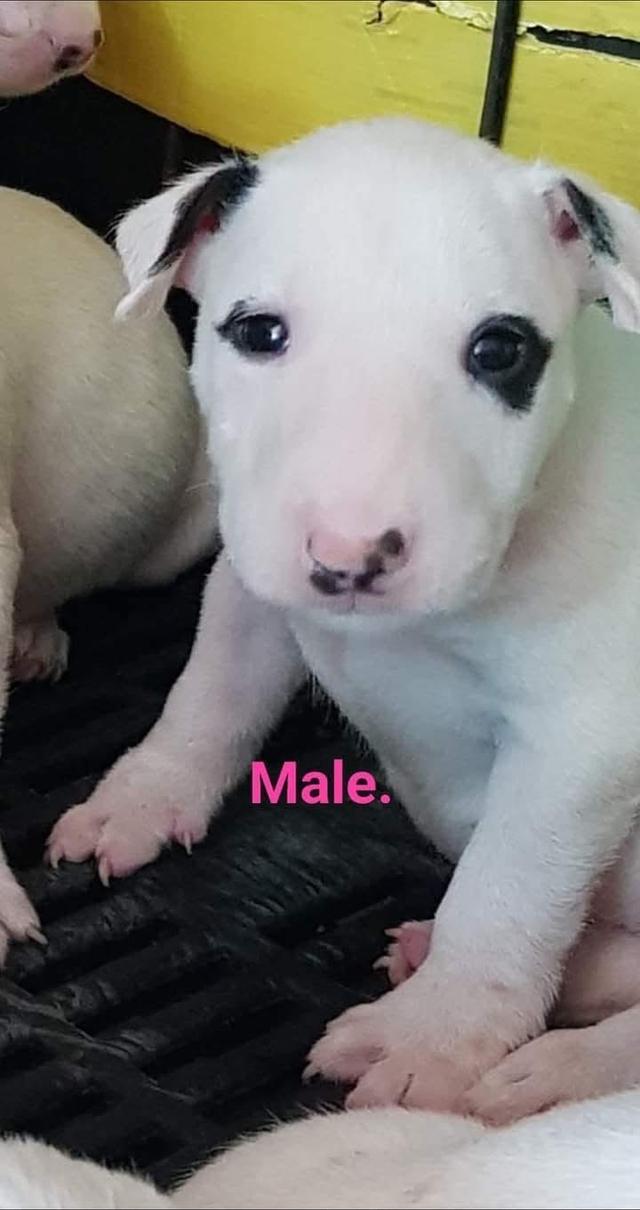 ลูกสุนัข Bull Terrier หาบ้าน