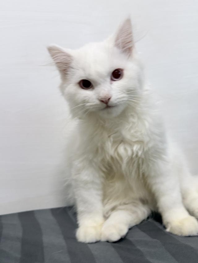 maine coon mixed cats