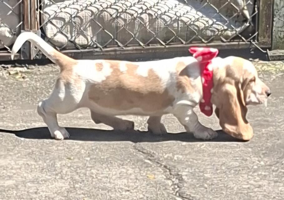 บาสเซ็ตฮาว์ดใบเพ็ดสมาคมพัฒนาพันธุ์สุนัข 18