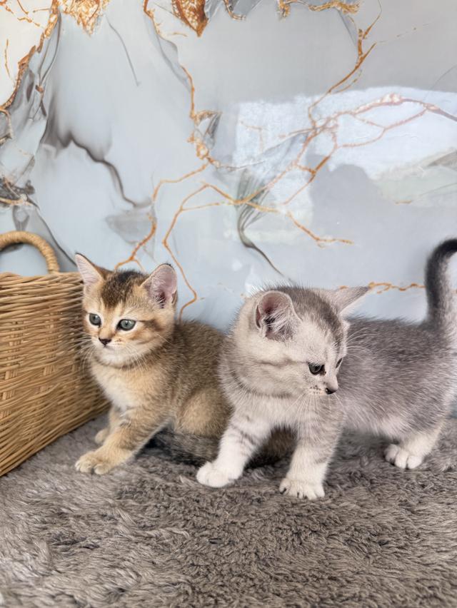 ลูกแมวสายพันธุ์บริติชแท้ รูปที่ 8