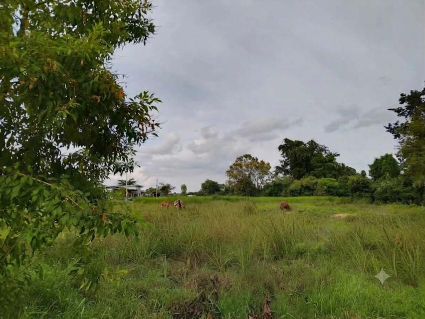 ที่ดินทำเลทอง หนองกอมเกาะ จังหวัดหนองคาย 3