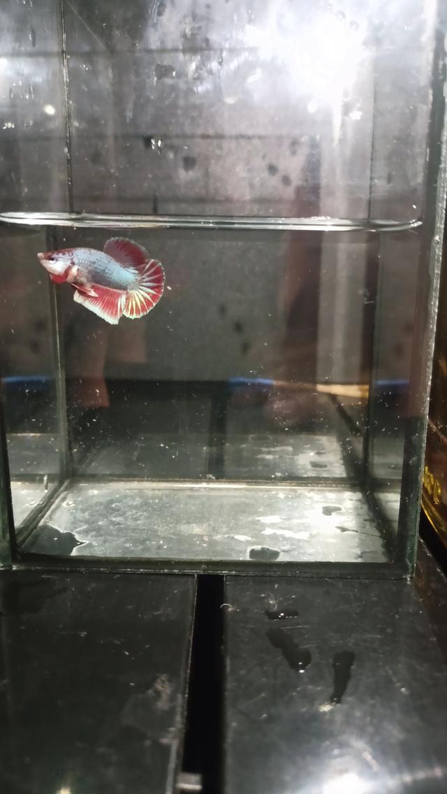 ปลากัดและปลากัดสวยงาม ปลีก-ส่ง รับได้ที่หน้าฟาร์ม มีบริการจัดส่งทั่วไทย 6