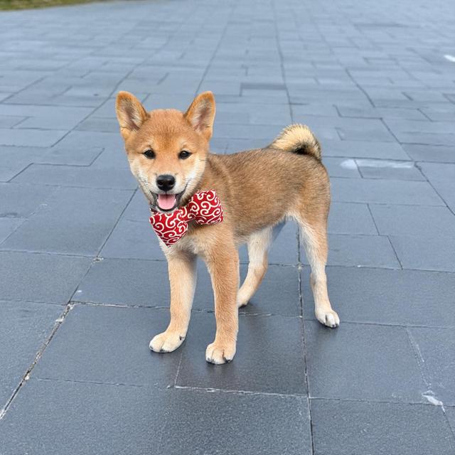 หมาชิบะอินุ (Shiba Inu) 3