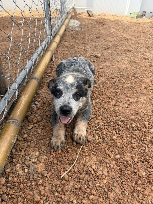 Australian Cattledog รูปที่ 15